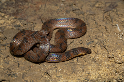 Neckband Ground Snake