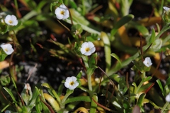 Plagiobothrys acanthocarpus