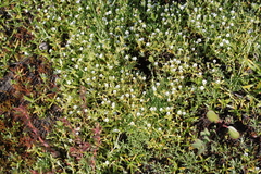 Plagiobothrys acanthocarpus