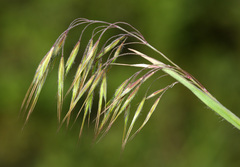 Bromus tectorum