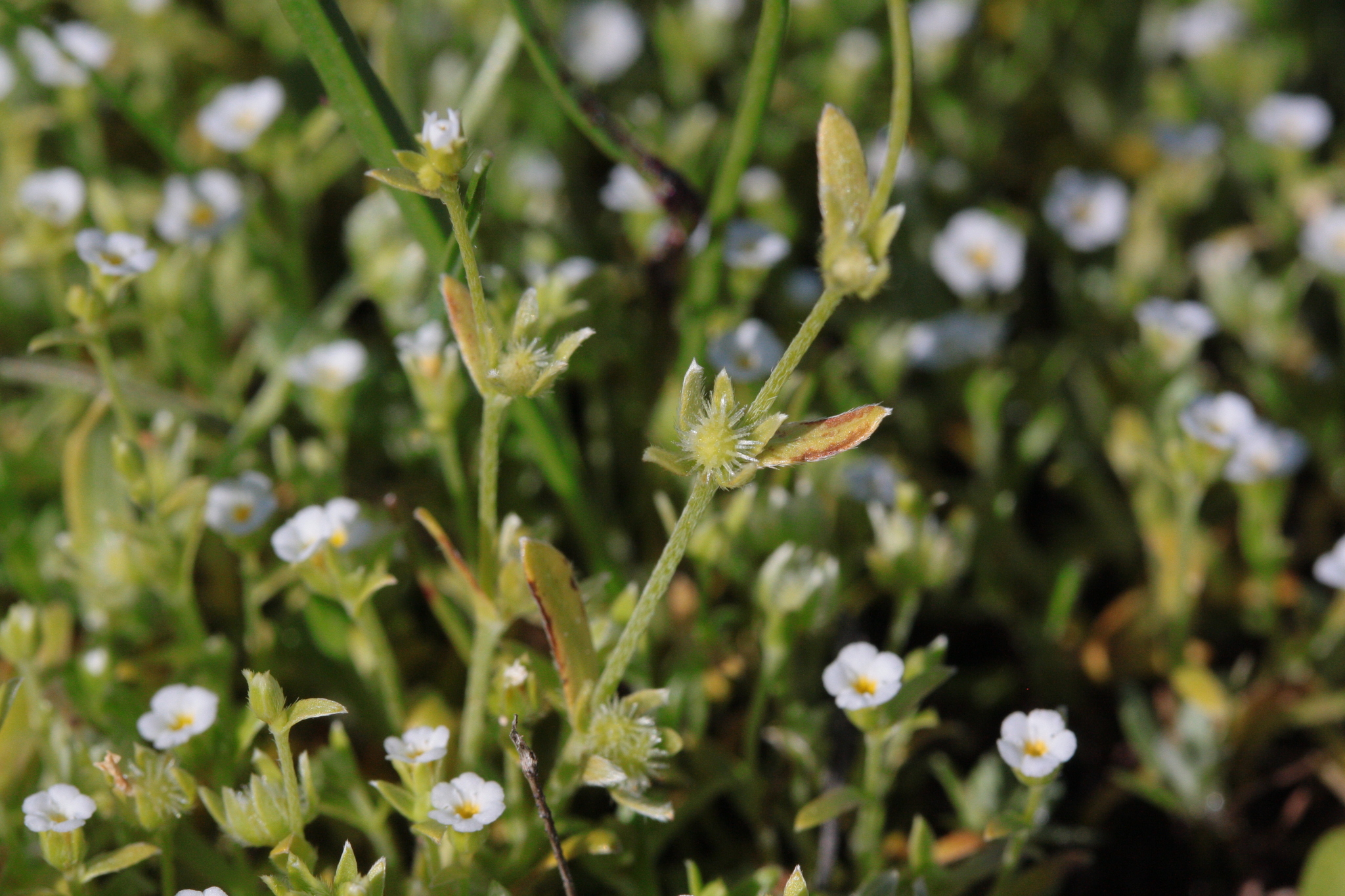 Plagiobothrys acanthocarpus