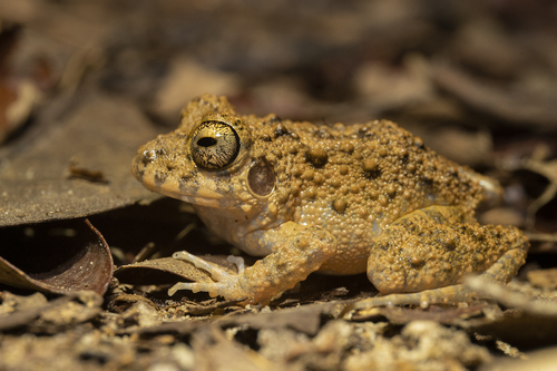 Common Big-headed Frog, Oreobates quixensis