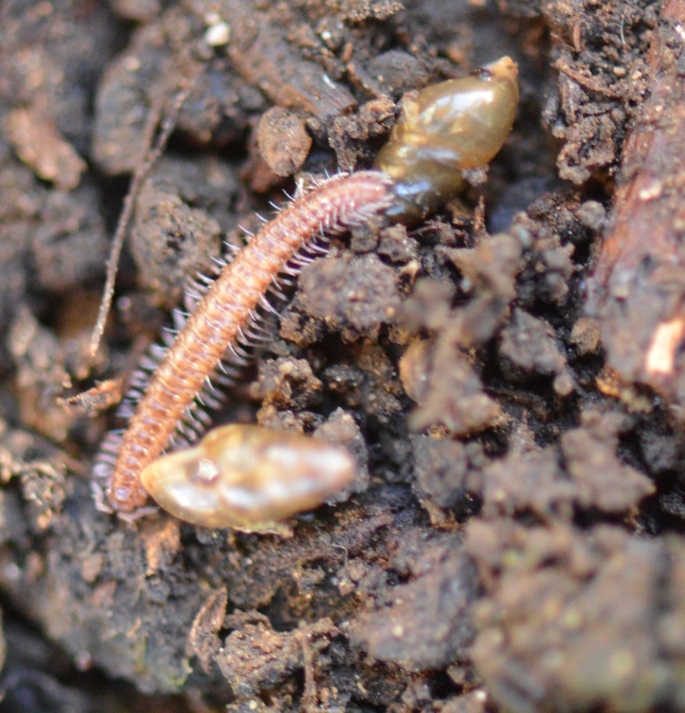 Chordeumatoidea