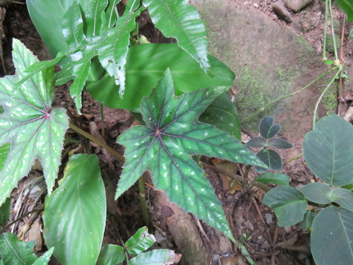 Begonia wollnyi, photograph 5