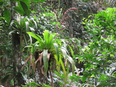 Vriesea