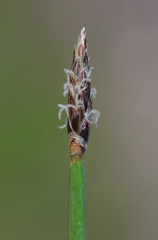 Eleocharis macrostachya