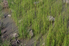 Eleocharis macrostachya