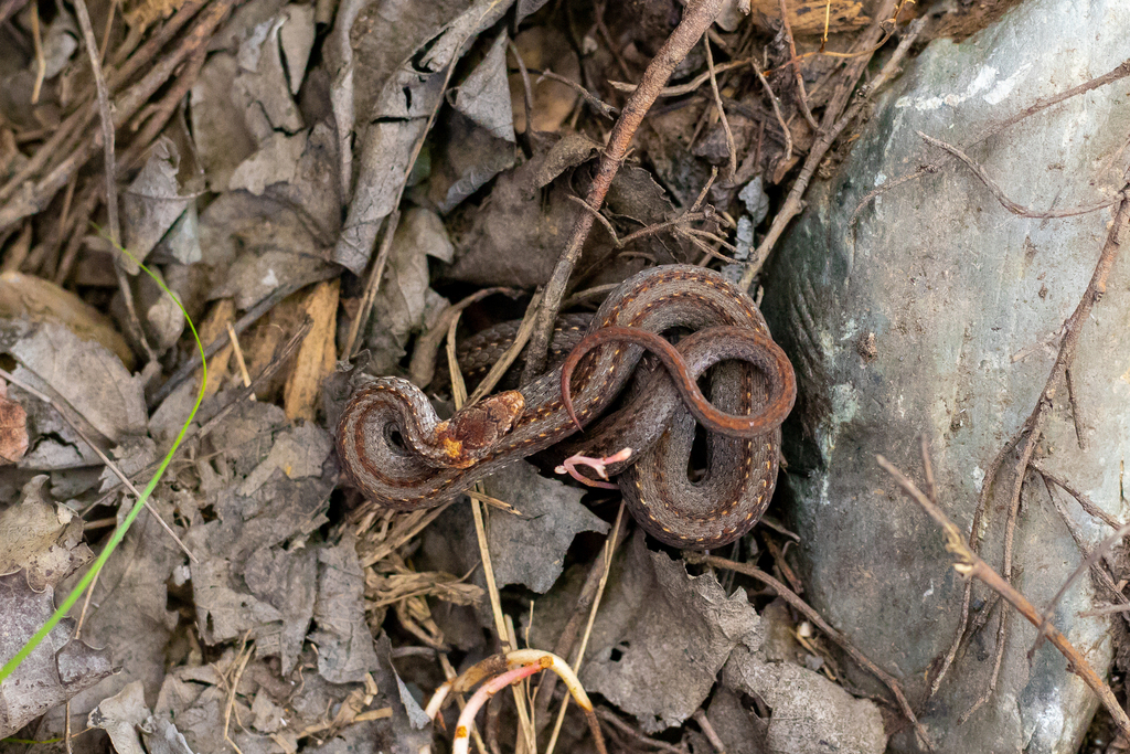 Northern Redbelly Snake in August 2023 by Heather Haughn · iNaturalist