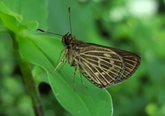 Callimormus interpunctata