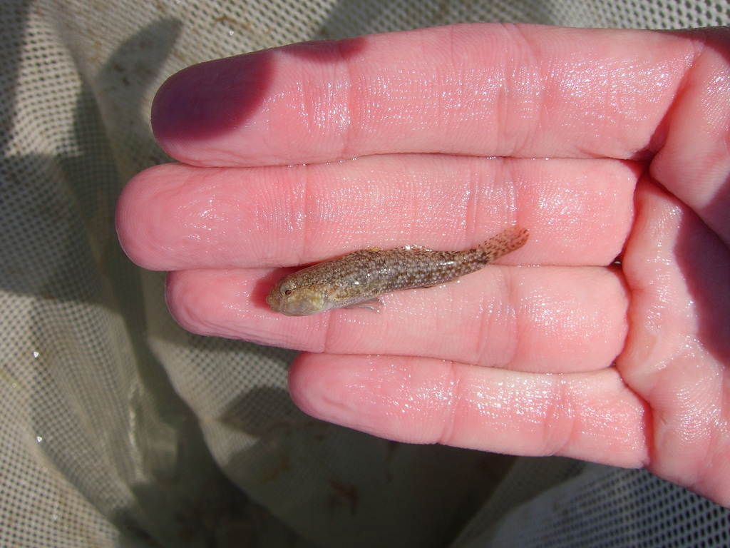 Notchtongue goby (Bathygobius curacao) — Gobiidae