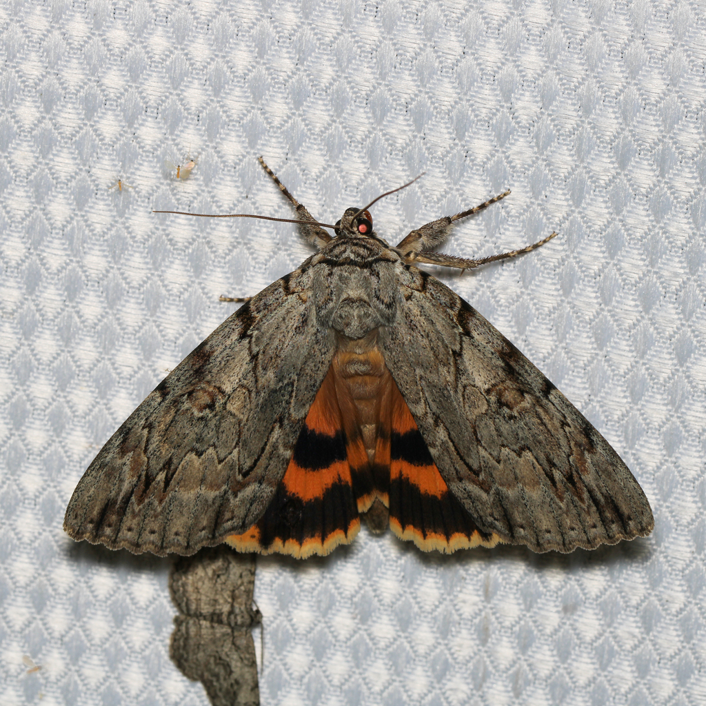 Youthful Underwing