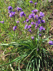 Dipterostemon capitatus