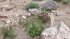 Johnstonella holoptera