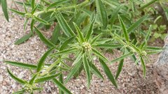 Johnstonella holoptera