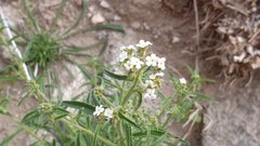 Johnstonella holoptera