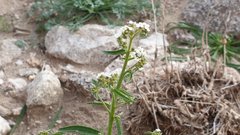 Johnstonella holoptera