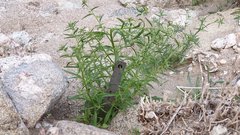 Johnstonella holoptera