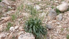 Johnstonella holoptera