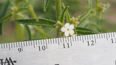 Johnstonella holoptera