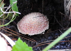 Boletellus ananas image