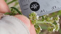 Johnstonella holoptera