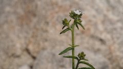 Johnstonella holoptera