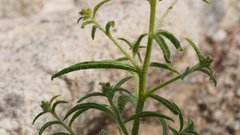 Johnstonella holoptera