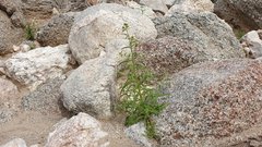 Johnstonella holoptera