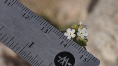 Johnstonella holoptera