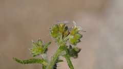 Johnstonella holoptera