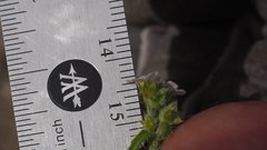 Johnstonella holoptera