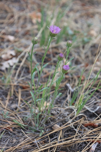 Image of Townsendia eximia by no rights reserved