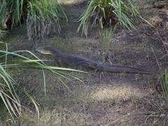 Varanus mertensi