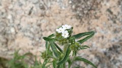 Johnstonella holoptera