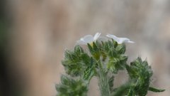 Johnstonella holoptera