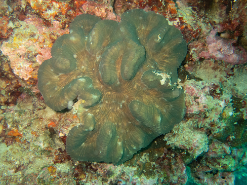 Lobophyllia hassi