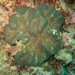 Lobophyllia hassi - Photo (c) New Heaven Reef Conservation Program, some rights reserved (CC BY-NC), uploaded by New Heaven Reef Conservation Program