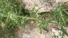 Johnstonella holoptera