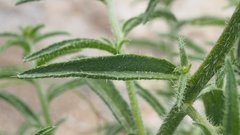 Johnstonella holoptera