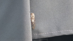 Amphipsalta cingulata