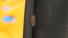 Amphipsalta cingulata