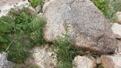 Johnstonella holoptera