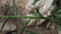 Johnstonella holoptera