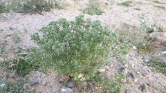 Cryptantha maritima maritima