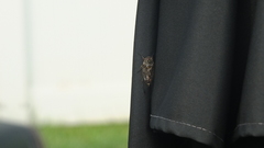 Amphipsalta cingulata