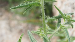 Johnstonella holoptera