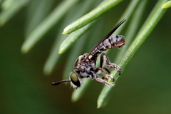 Cerotainia