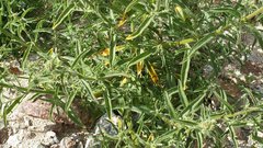 Johnstonella holoptera