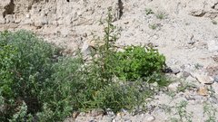 Johnstonella holoptera