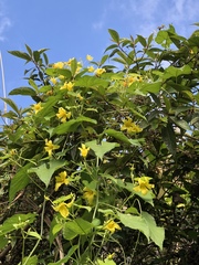 Thladiantha punctata